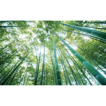 Fototapet Consalnet Natura, 368 x 254 cm