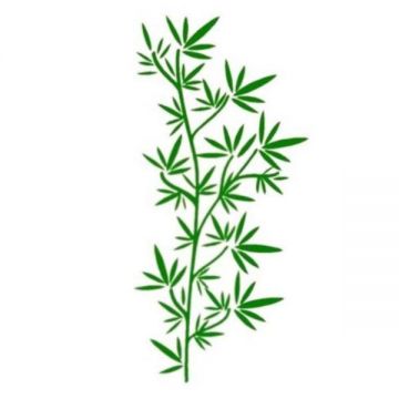 Sticker decorativ, Ramura de maslin, verde, 40x83 cm