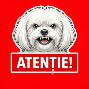Banner indicator avertizare Atentie Caine Bichon Maltez 30x30cm